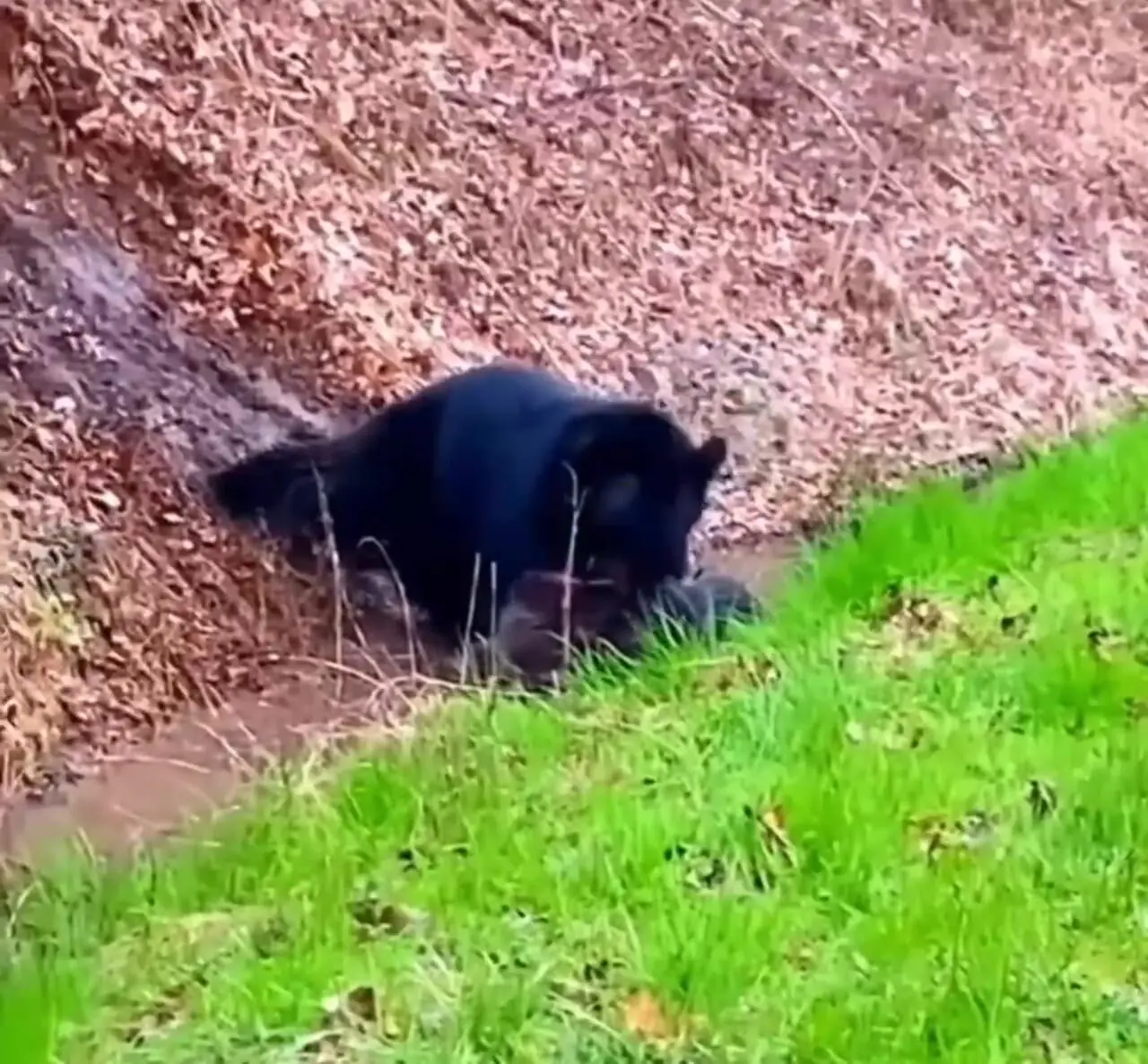 فیلم شکار گراز توسط خرس سیاه