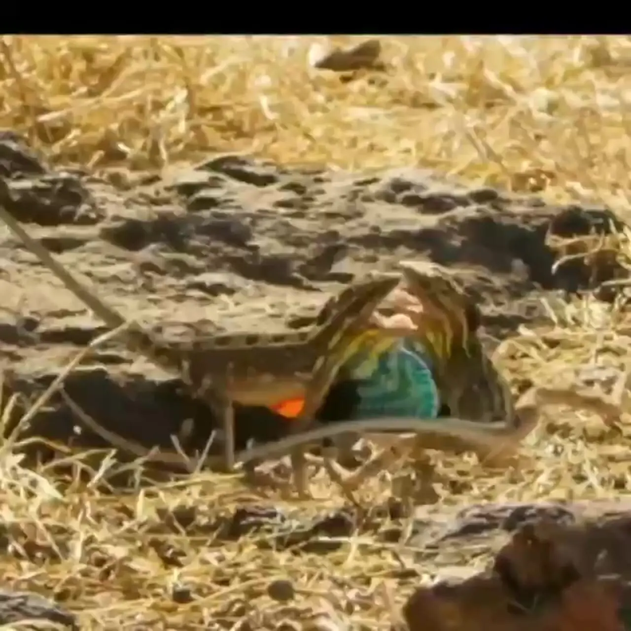 فیلم درگیری مارمولک های نر برای قلمرو