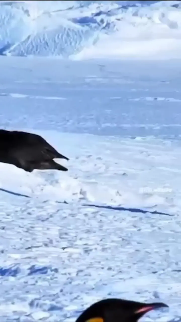 فیلم دزدیده شدن جوجه های پنگوئن توسط پرندگان