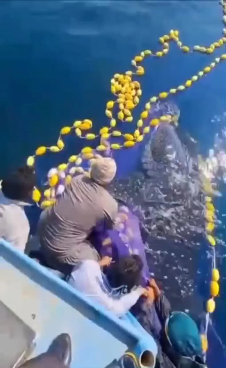 فیلم نجات کوسه نهنگ غول پیکر در جاسک