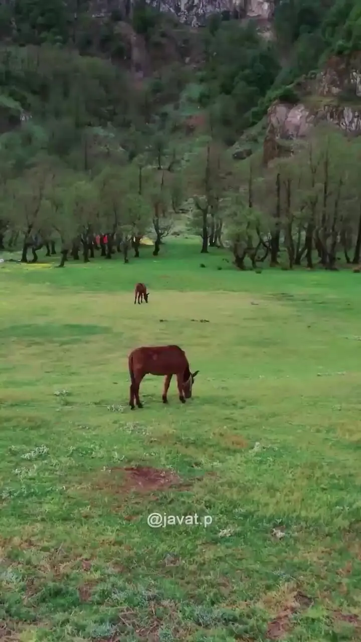 فیلم زیبایی‌های دشت لاتون در آستارا گیلان