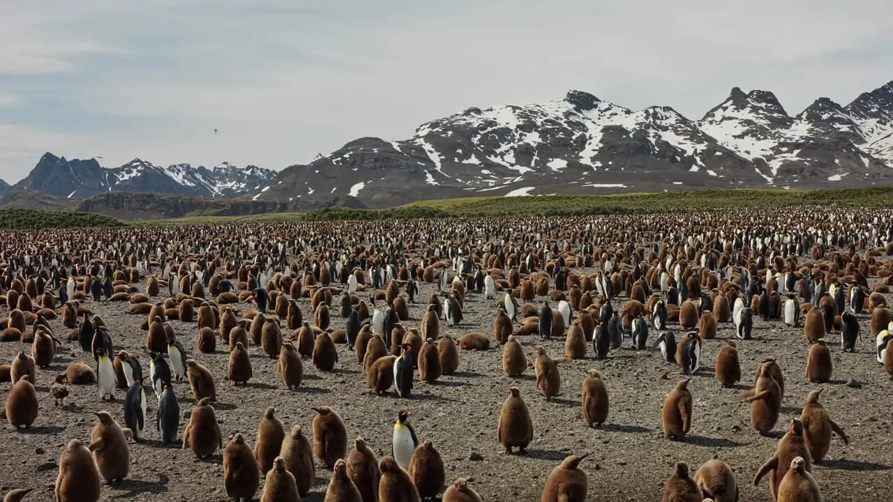 شنیدن زندگی در حیات‌وحش؛ صدای همهمه هزاران پنگوئن ثبت شد + فیلم
