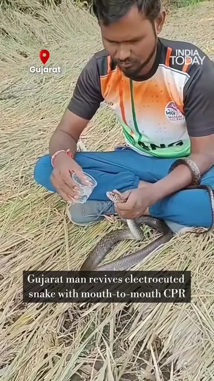 فیلم نجات معجزه آسای مار با تنفس دهان به دهان