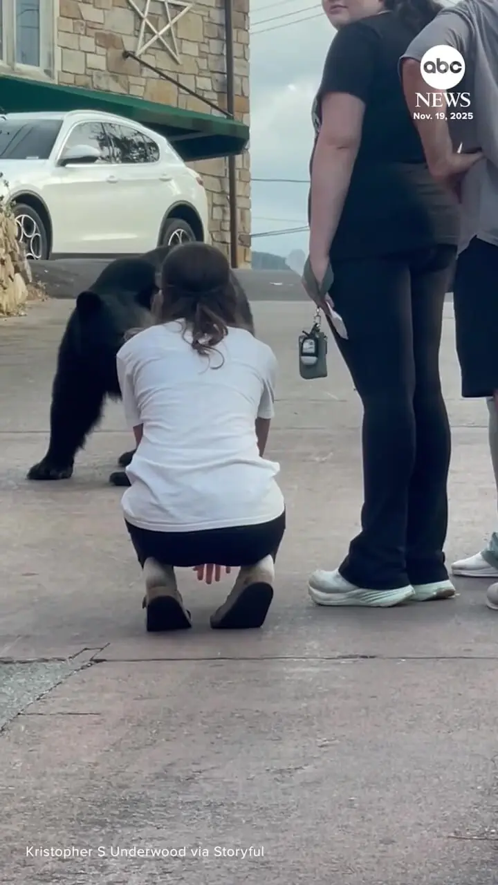 فیلم حرکت خطرناک زن در مواجهه با خرس سیاه در تنسی