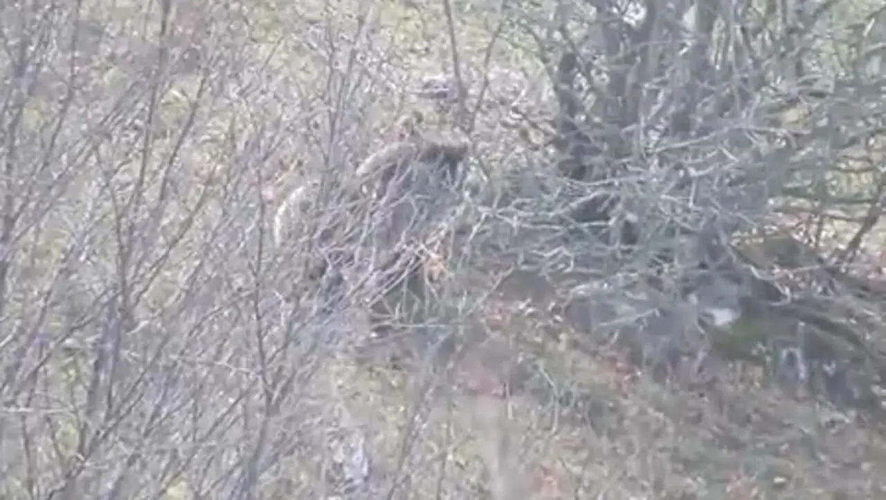 فیلم خرس قهوه ای مازندران در جست و جوی غذا برای خواب زمستانی