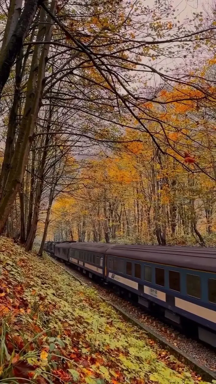 فیلم عبور قطار میان جنگل پاییزی شیرگاه در مازندران