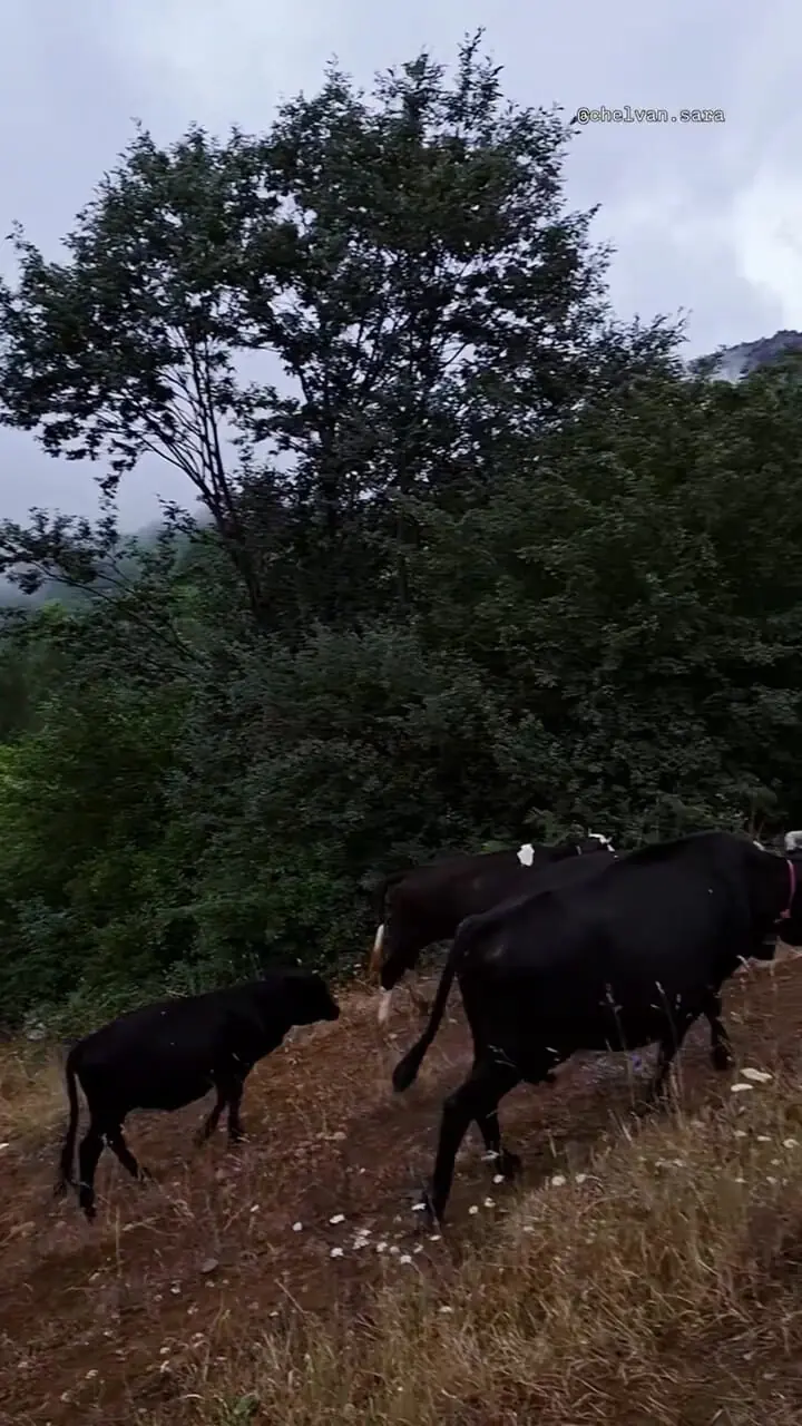 فیلم مناظر دیدنی روستای کوهستانی چلوانسرا گیلان