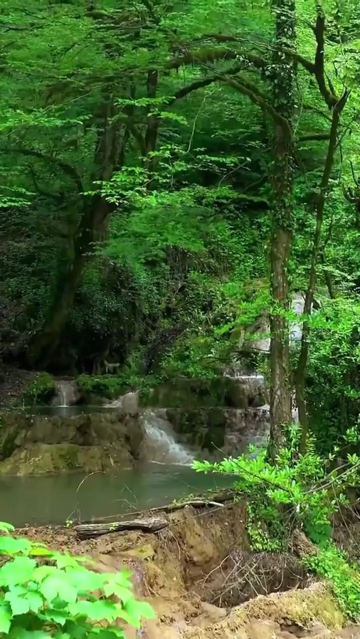 فیلم مناظر بکر و طبیعی جنگل لفور مازندران
