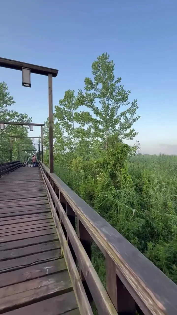 فیلم زیبایی پل چوبی کیاشهر در گیلان