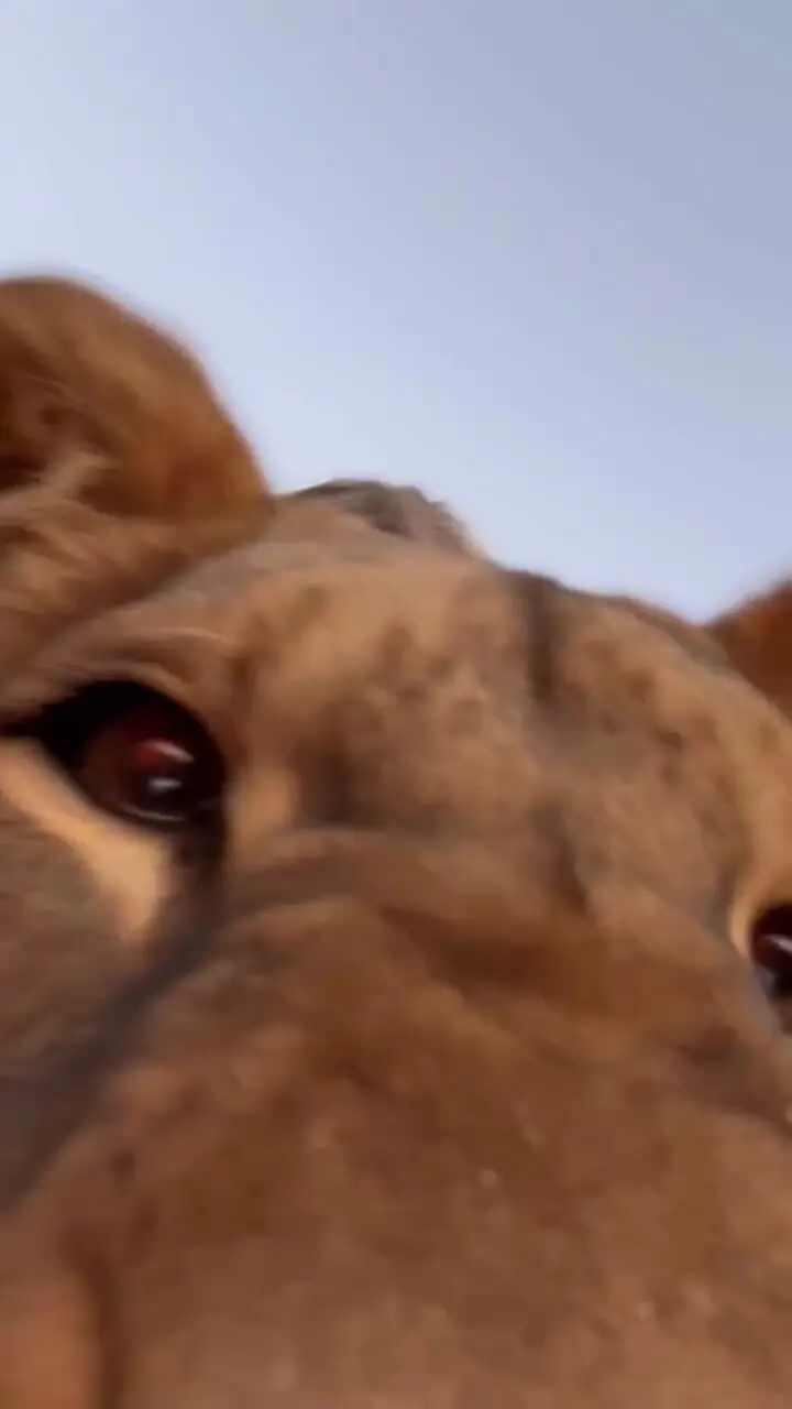 فیلم آرامش شیر ماده در کنار دختر زیبا