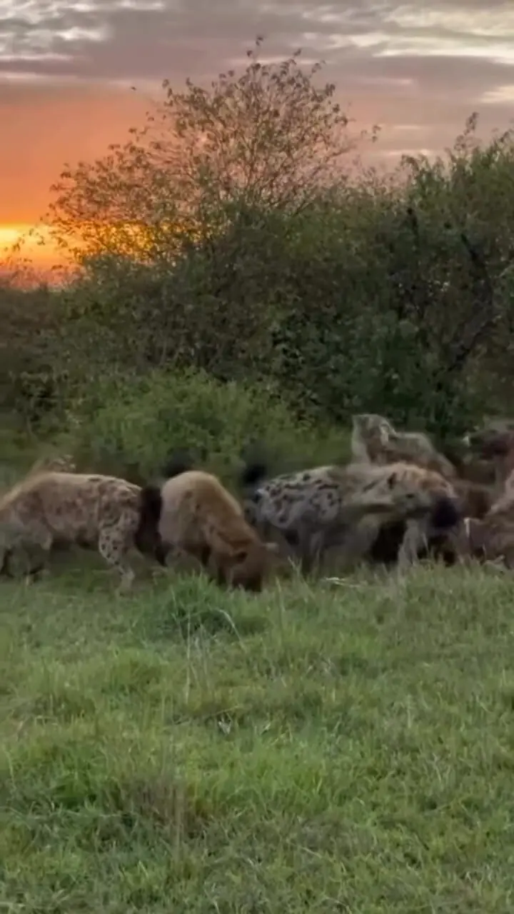 فیلم لاشه خواری کفتارهای گرسنه در حیات وحش