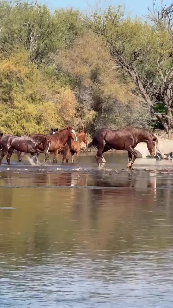 فیلم درگیری اسب های وحشی در رودخانه