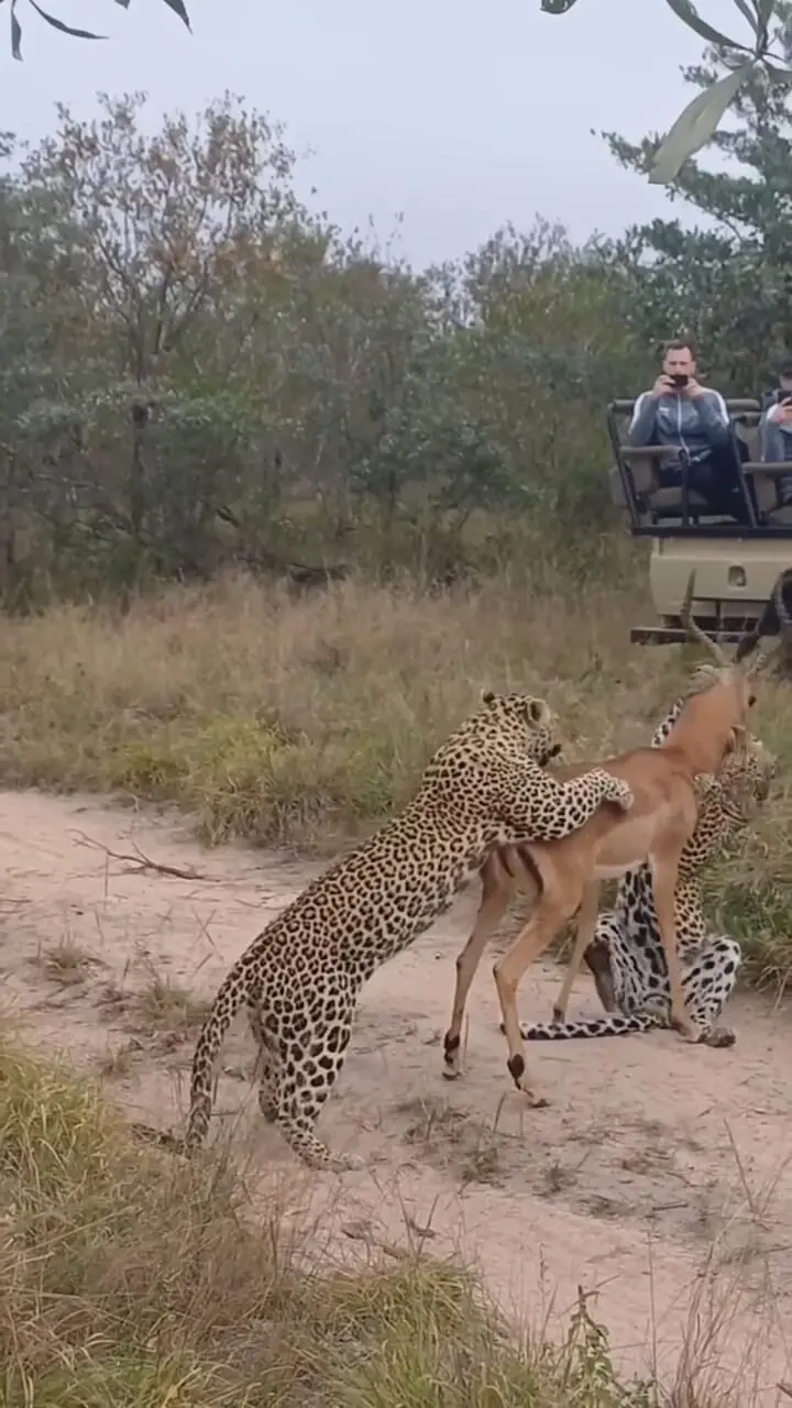 فیلم شکار غزال توسط دو پلنگ هماهنگ