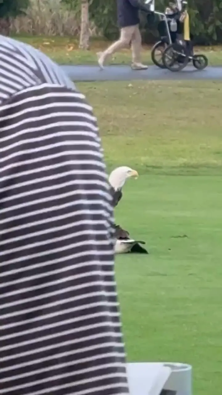 فیلم شکار غاز توسط عقاب سرسفید در زمین گلف