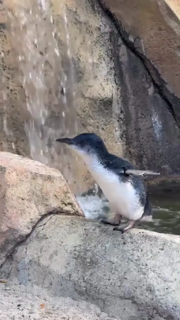 فیلم تولد ۲۵ سالگی پنگوئن آبی باغ وحش سینسیناتی