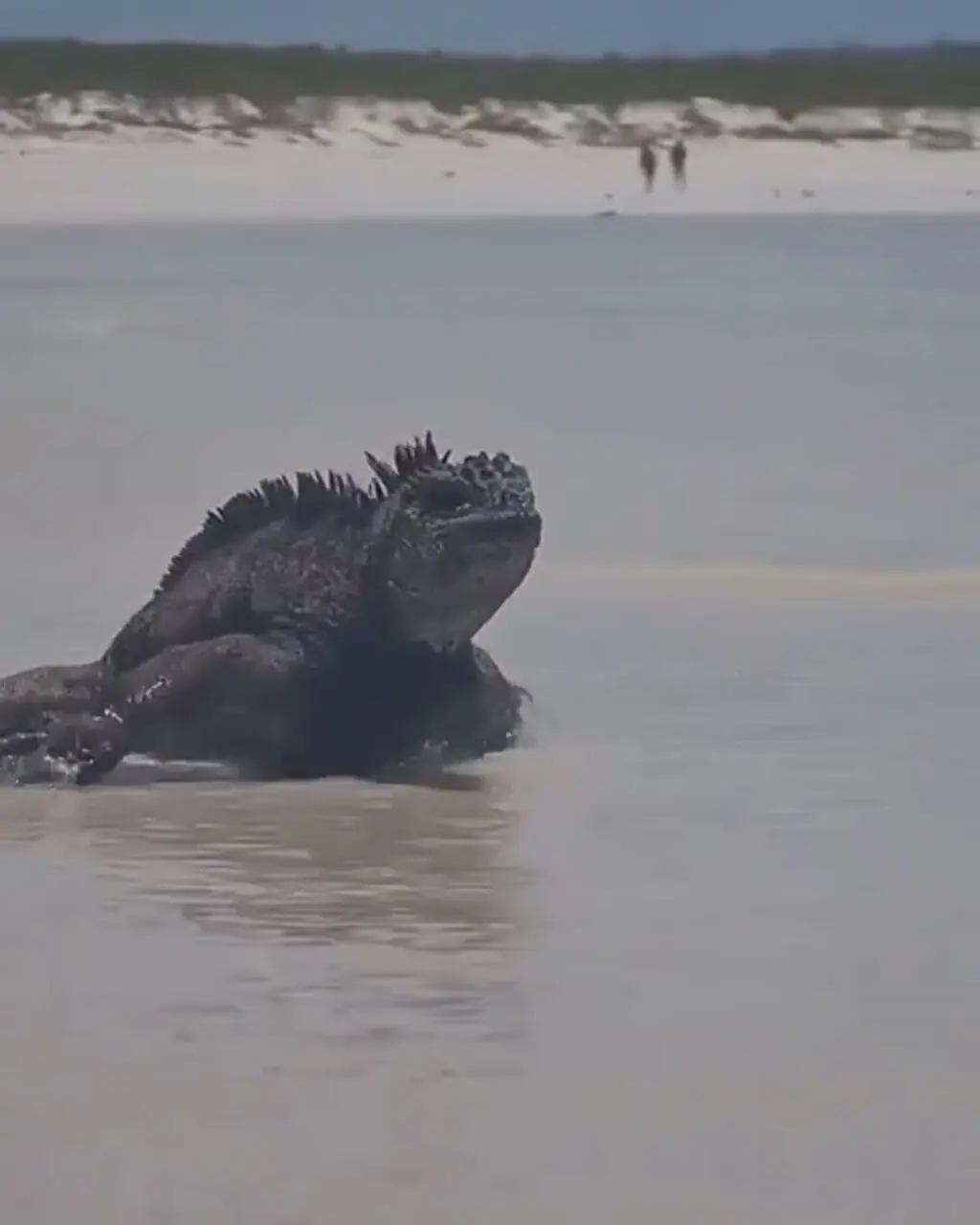 فیلم ایگوانای غول‌پیکر جزایر گالاپاگوس کنار دریا