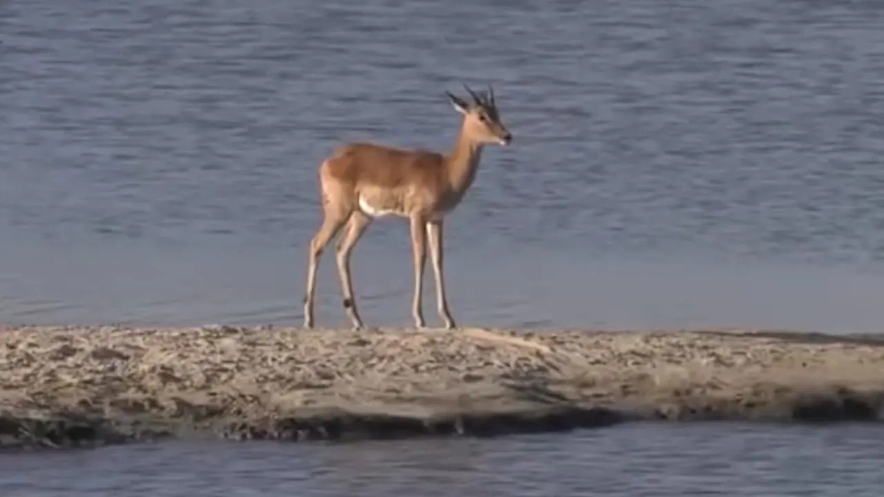 ایمپالا در دام شکارچی رودخانه‌ای افتاد + فیلم