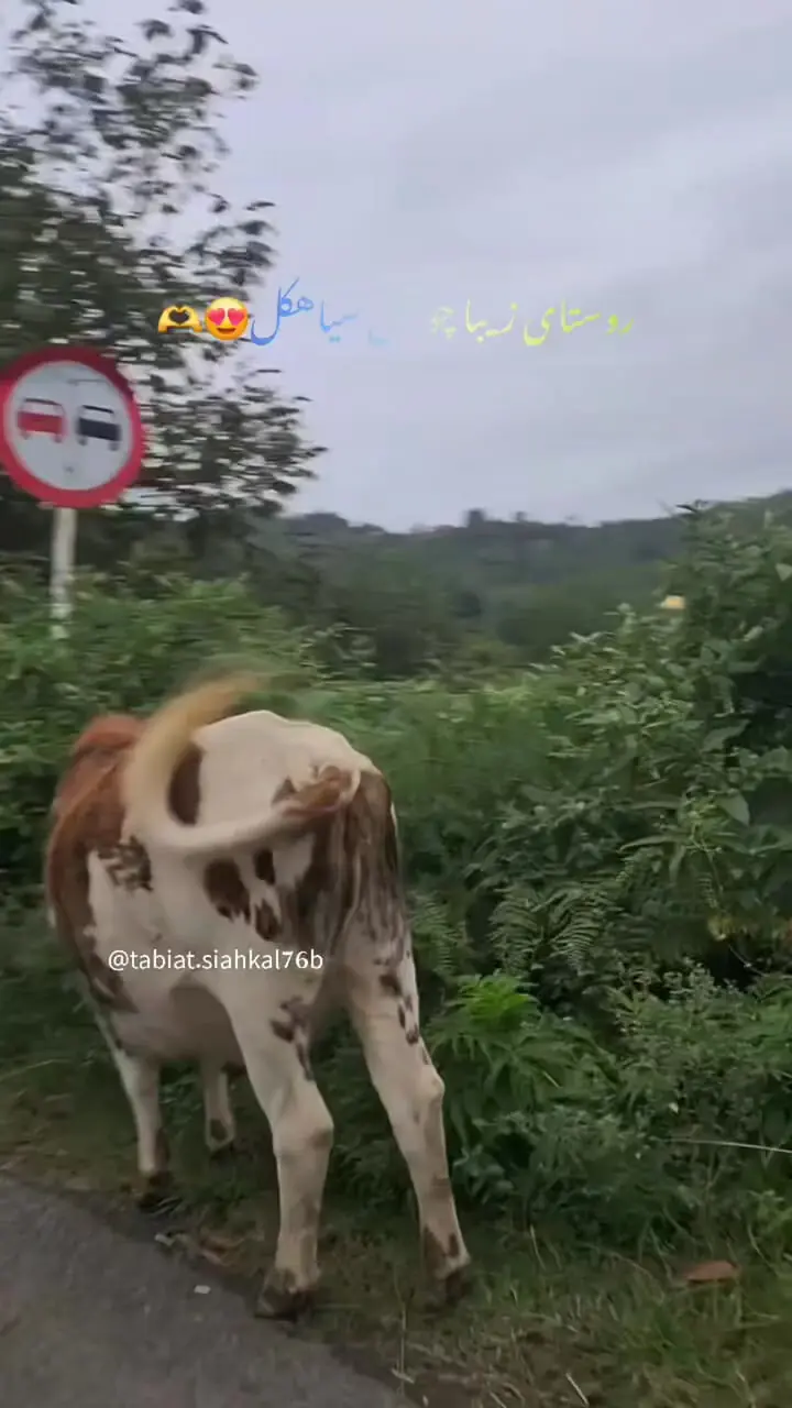 فیلم روستای چوشل سیاهکل و مناظر سرسبز آن