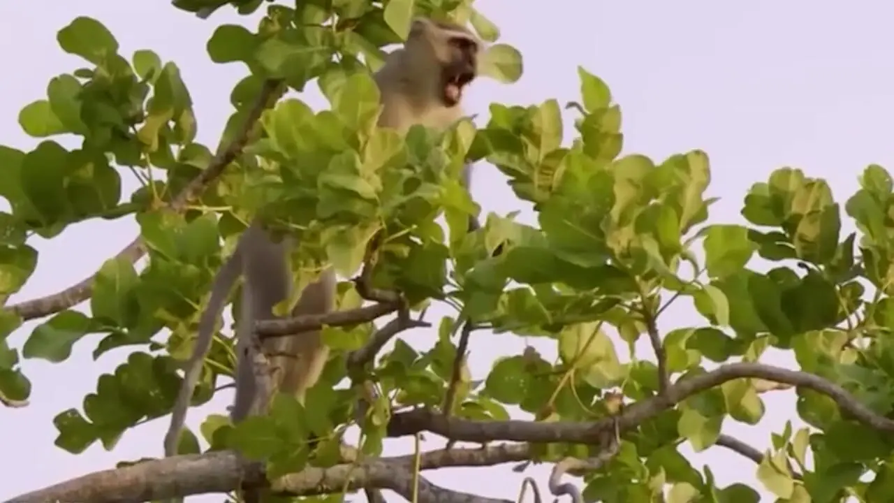 ثبت لحظه‌ای کم‌سابقه؛ بابون پلنگ را در جدال تن‌به‌تن شکار کرد + فیلم 