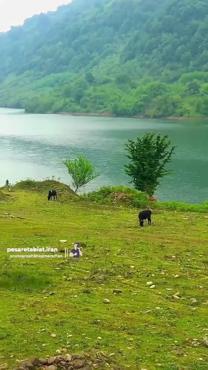 فیلم چراگاه گاوها در سد لفور البرز