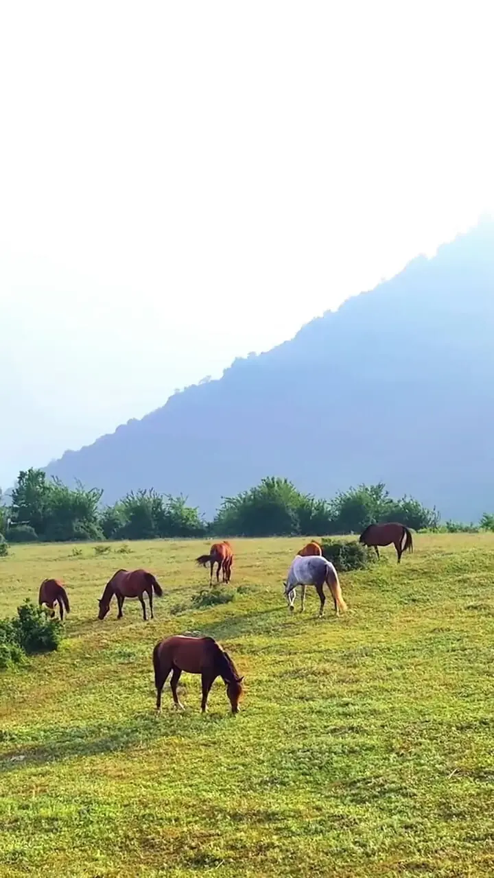 فیلم اسب های آزاد در دشت‌های آلاشت سوادکوه