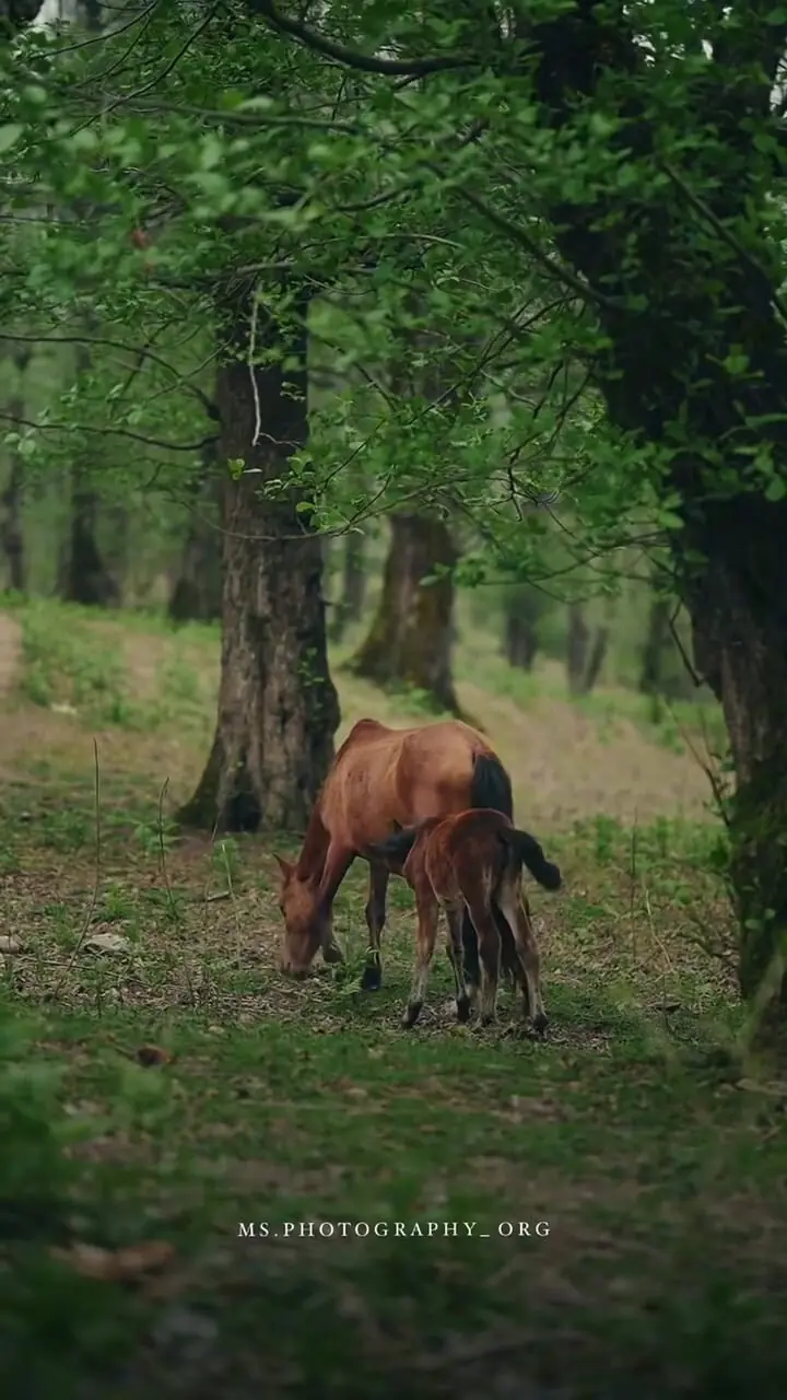 فیلم اسب و کره اسب در جنگل شهسوار مازندران