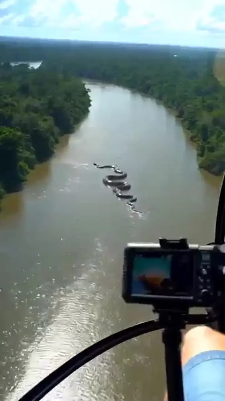 بزرگ ترین مار جهان در جنگل های آمازون + فیلم 