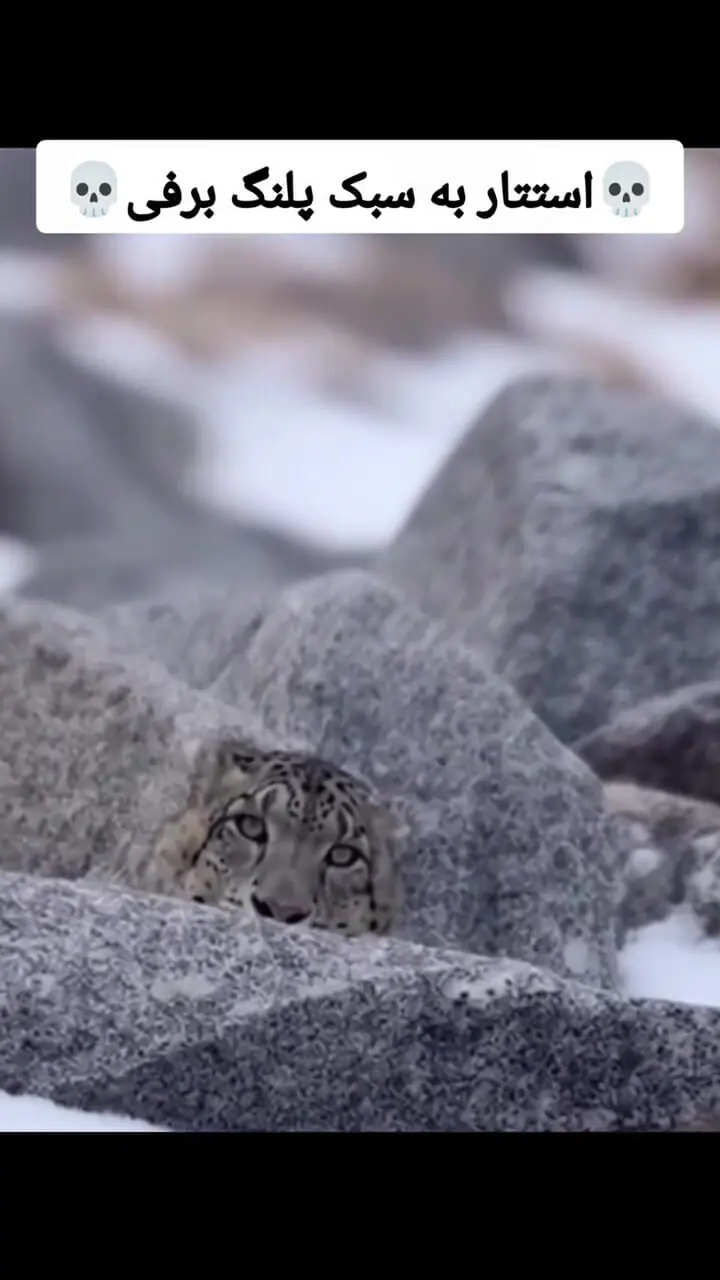 فیلم جادوی استتار پلنگ برفی در برف و صخره‌ها