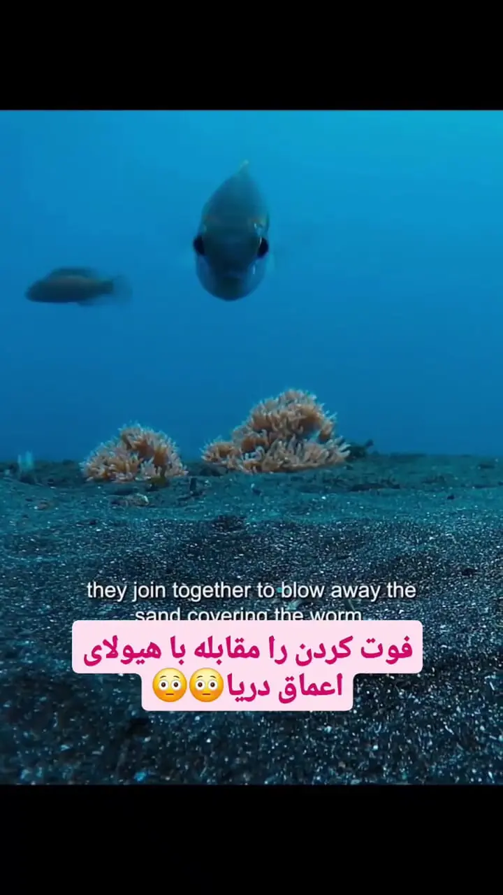 فیلم افشای مخفیگاه ماهی بابیت توسط ماهی‌های کوچک