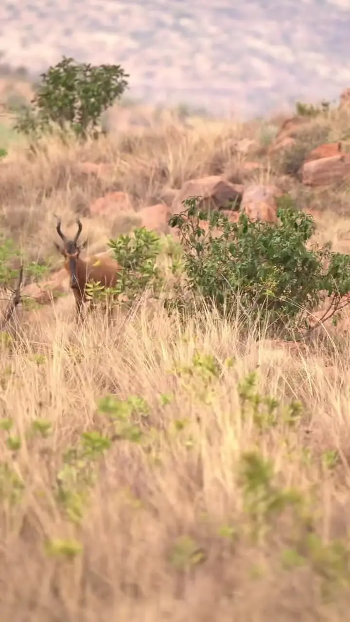 فیلم بازی مرگبار سه یوزپلنگ جوان با بچه گوزن