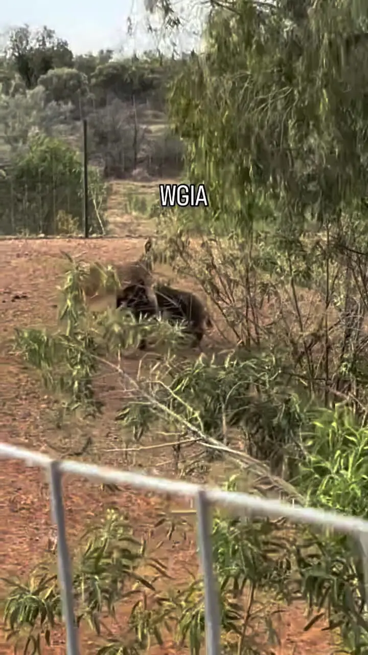 فیلم نبرد عجیب کانگورو و گراز وحشی