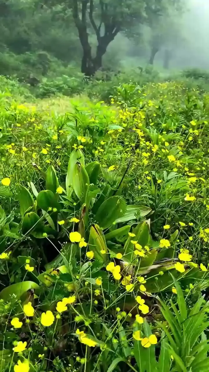 فیلم دشت دریاسر مقصدی جذاب برای کمپینگ