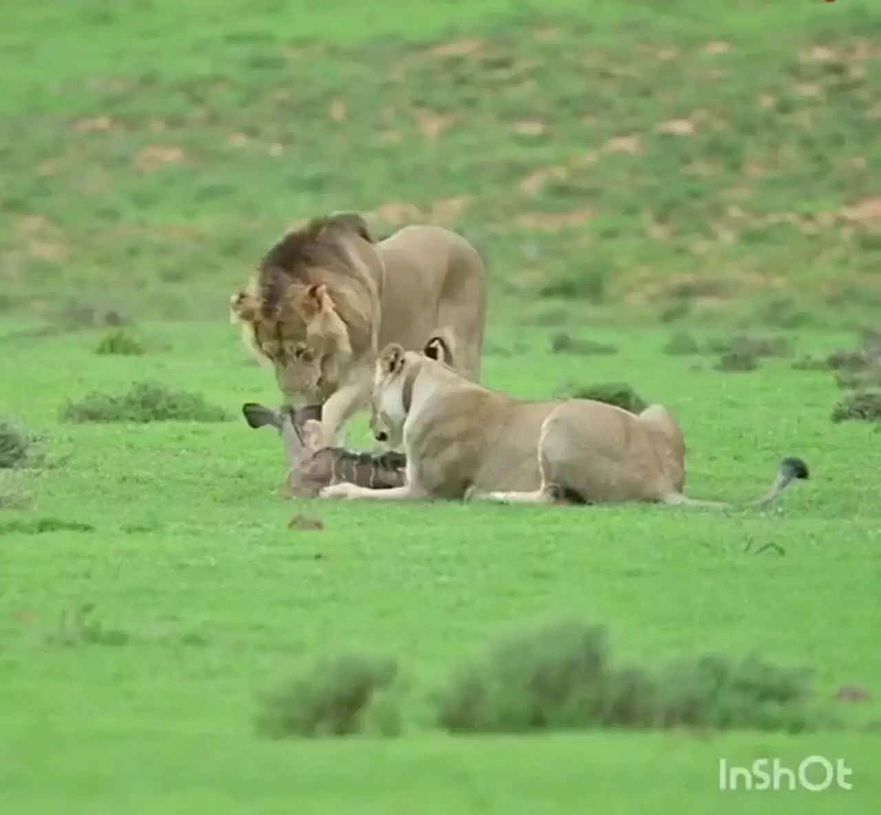 فیلم شکار بچه آهو توسط شیر ها