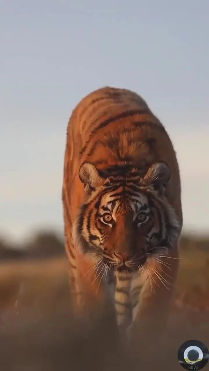 فیلم قدم زدن با ابهت ببر در طبیعت