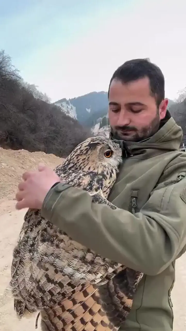 فیلم صحنه ای شگفت انگیز از بغل کردن جغد توسط مرد