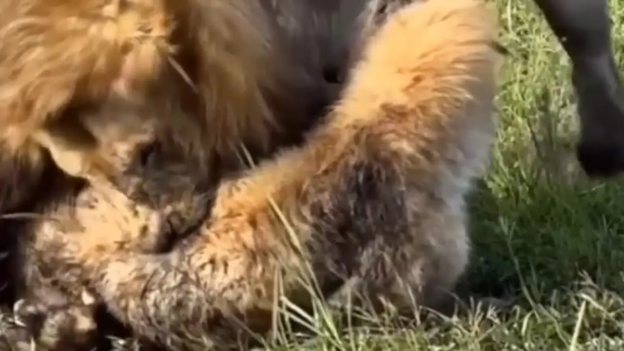 درگیری شدید در ساوانا؛ شیر بر کفتار غلبه کرد + فیلم