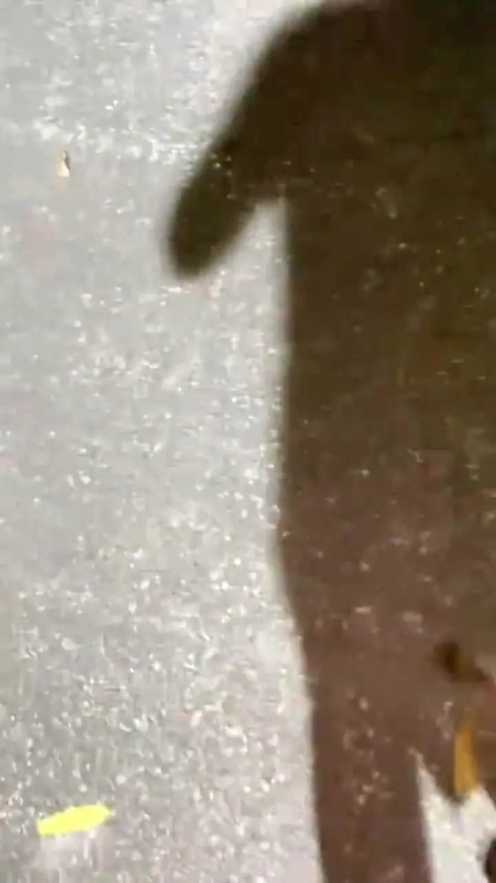 فیلم نجات گربه از حمله مار با کمک انسان