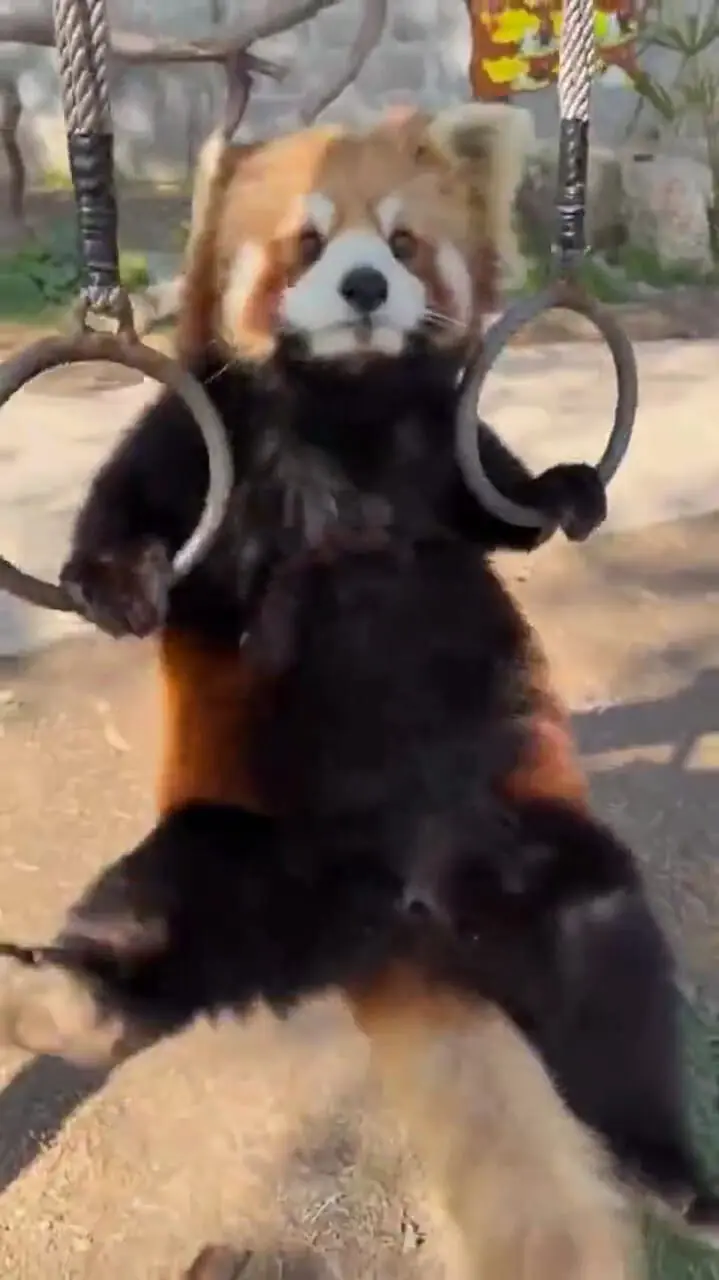 فیلم شیرین‌کاری پاندا قرمز با دو حلقه آویزان