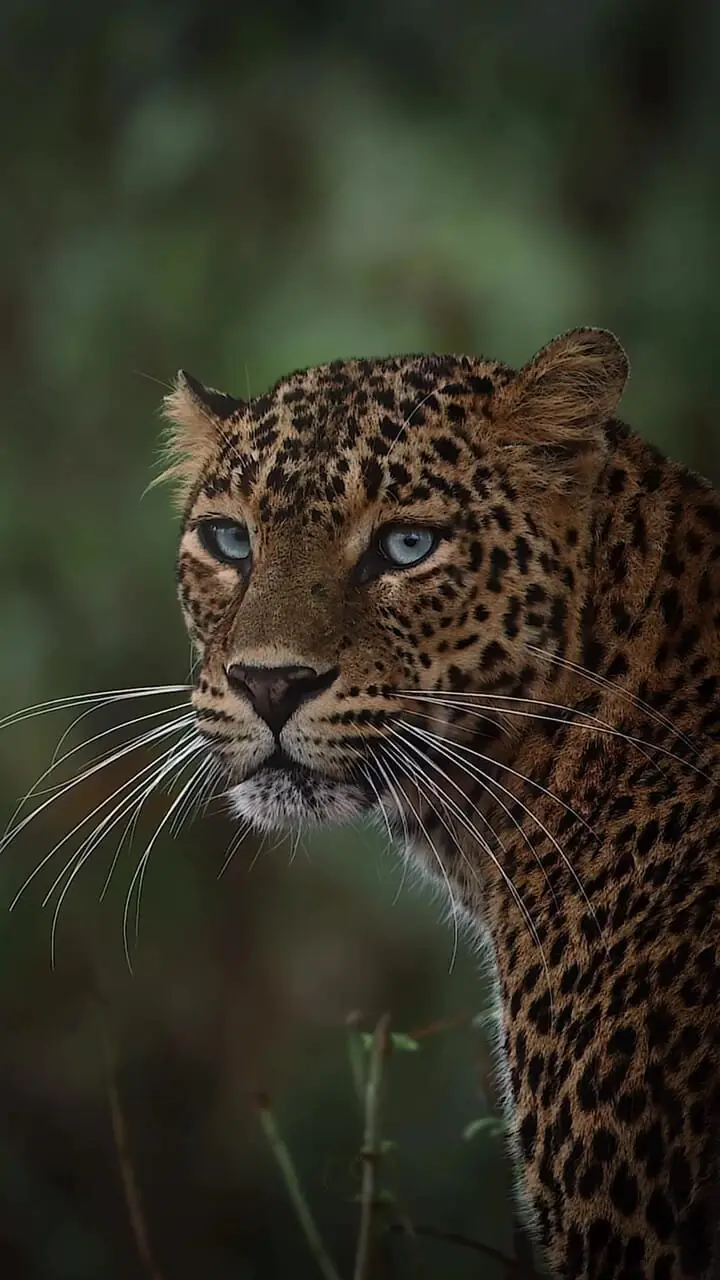 فیلم چشم پلنگ در حرکت آهسته