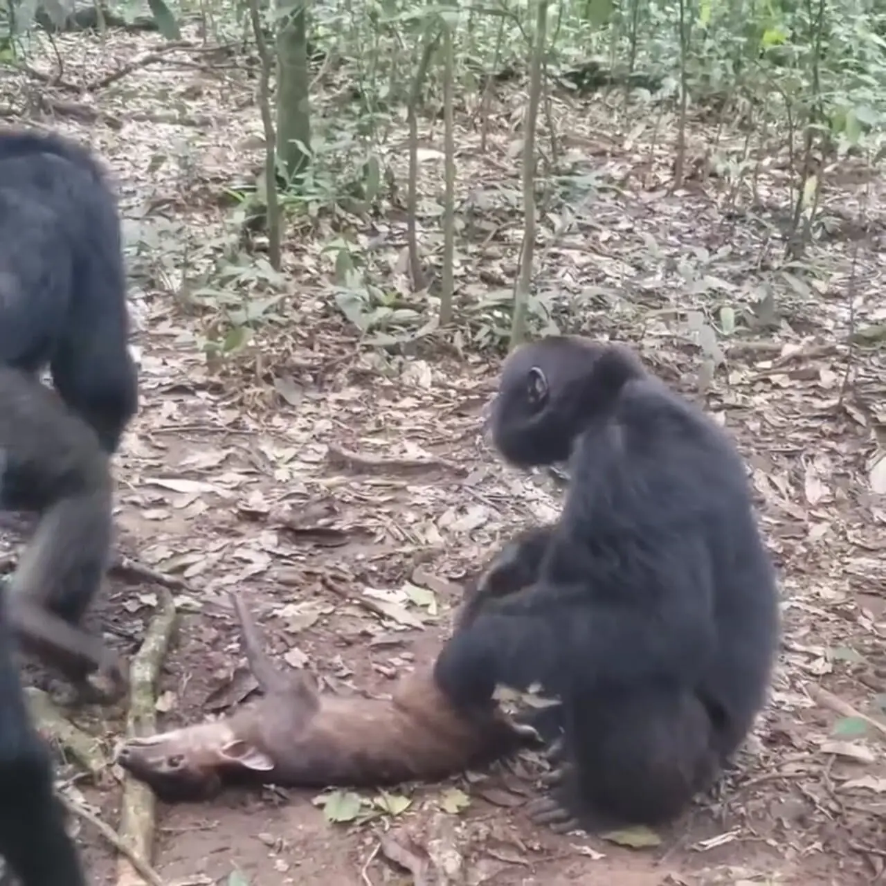 فیلم لحظات گوشت خواری میمون ها در طبیعت