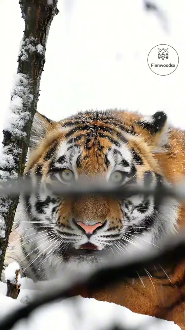 فیلم غرش دیدنی ببر در برف