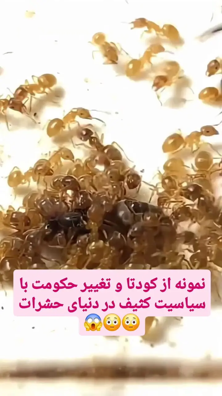 فیلم کودتای مخملی در دنیای مورچه ها