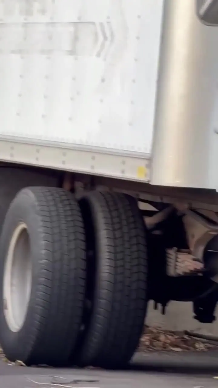 فیلم لحظه دلخراش شکار سنجاب توسط شاهین