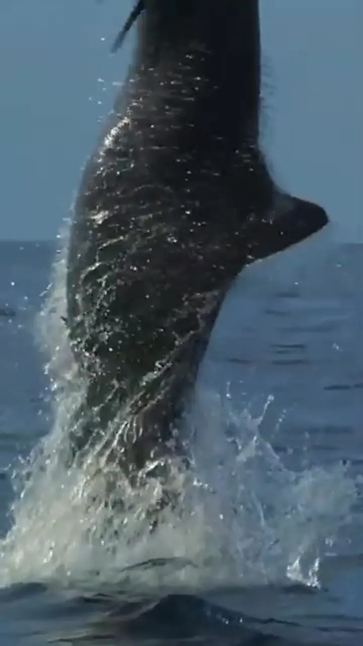 رقص چشم نواز دلفین های دریایی + فیلم 