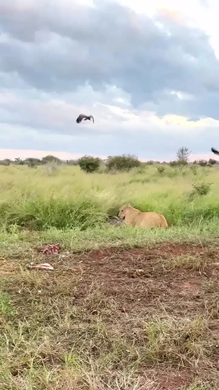 شکار کرکس توسط سلطان جنگل + فیلم 