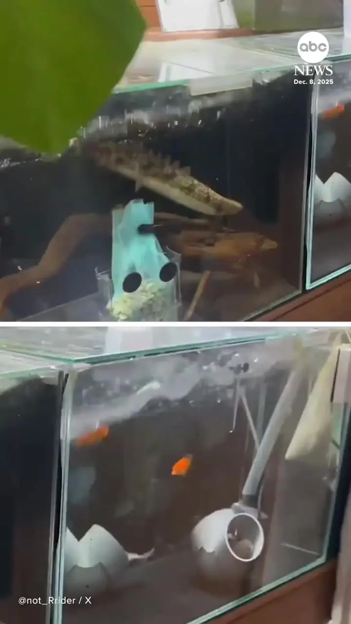 فیلم زلزله ۷.۶ ریشتری در ژاپن و تکان خوردن آکواریوم ها