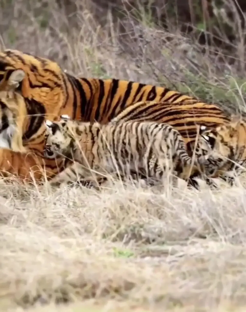 ظهور ببر آلبینو کمیاب همراه با توله‌هایش در جنگل + فیلم 