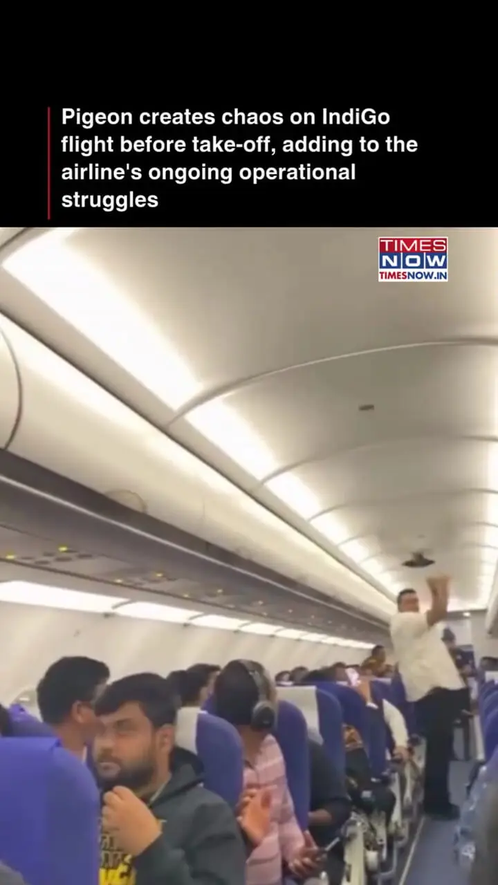 فیلم ورود ناگهانی کبوتر به هواپیمای هندی