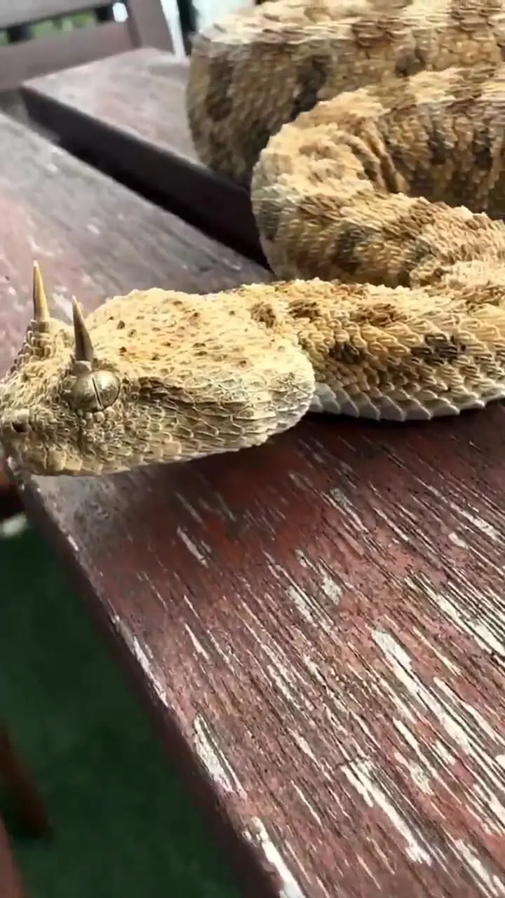 راز شاخ‌های عجیب مار شاخ‌دار؛ استتار یا محافظت از چشم‌ها؟ + فیلم 