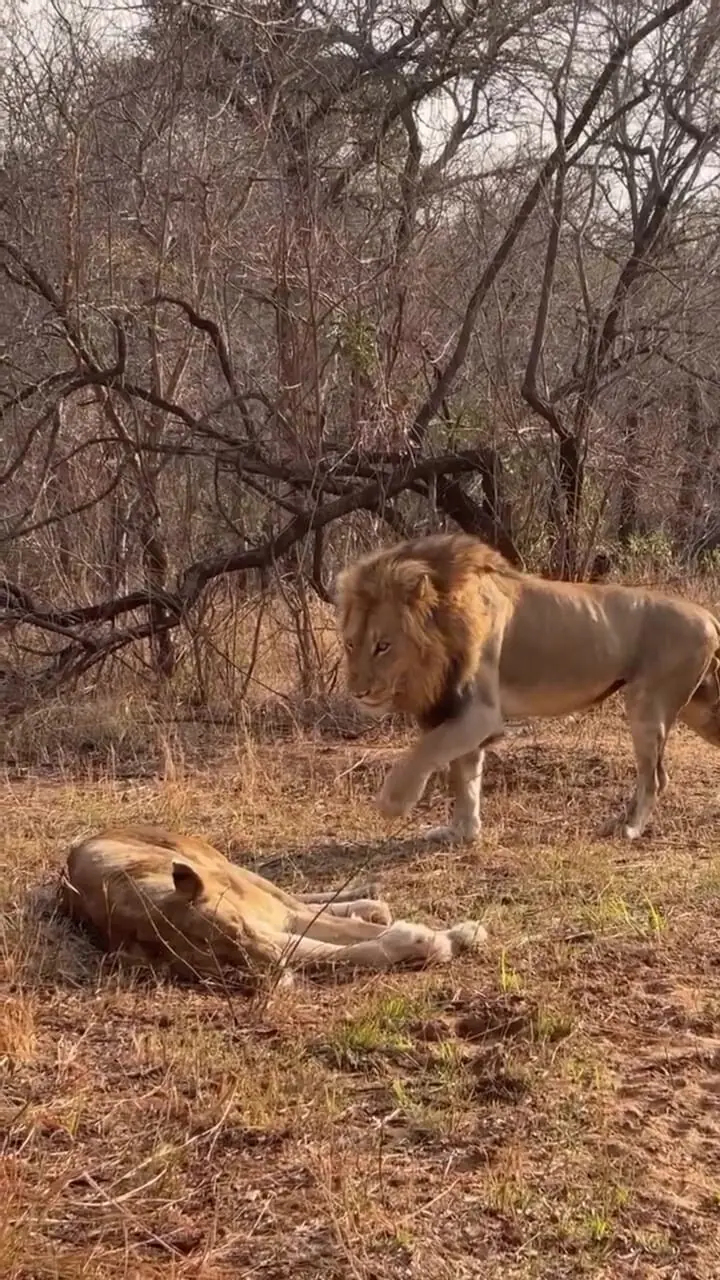 فیلم واکنش تند شیر ماده به شیر نر پس از ترسیدن